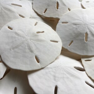 May include: A pile of white sand dollars, a type of sea shell, with a star-shaped pattern in the center of each shell.