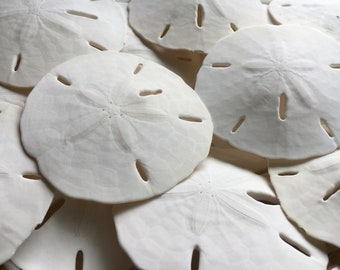 Florida Sand Dollars 3" - Sand Dollar - Craft Supply - Beach Wedding Favors - Wedding Decor - Bulk - Seashell - Gift