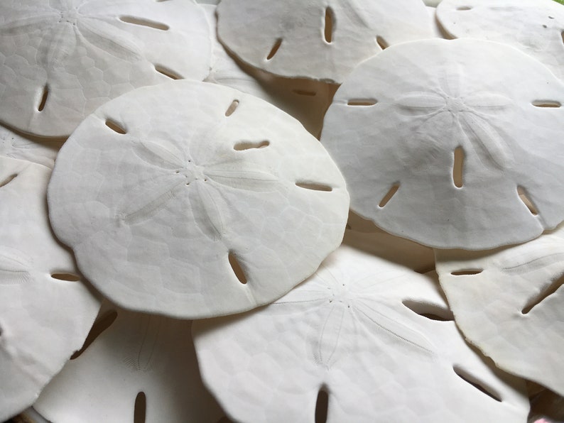 May include: A pile of white sand dollars, a type of sea shell, with a star-shaped pattern in the center of each shell.
