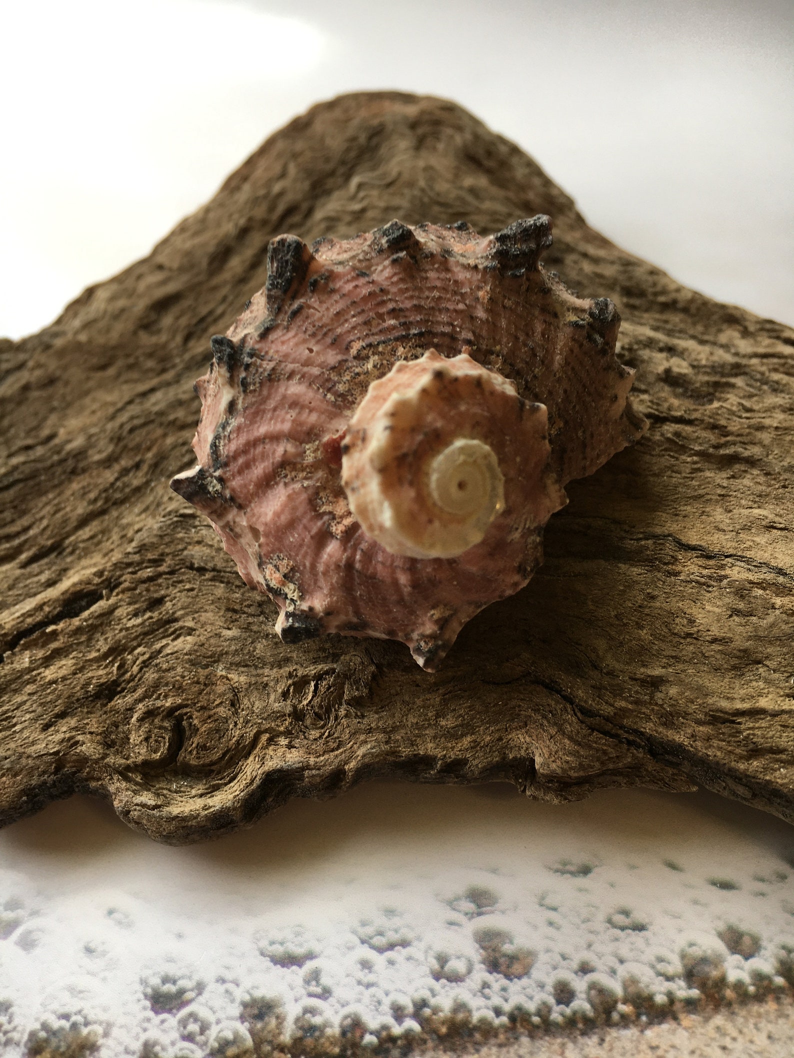 Delphinula Shell Delphinula Laciniata Shell-angaria Shells-lacinate Dolphin Shells ...