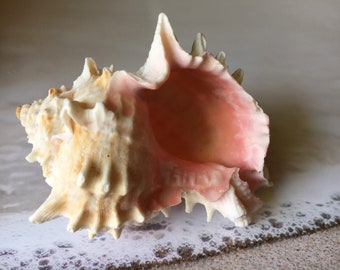 Puede incluir: Una gran concha de mar rosa y blanca con un exterior rugoso y texturizado. La concha tiene una abertura ancha y una punta puntiaguda.