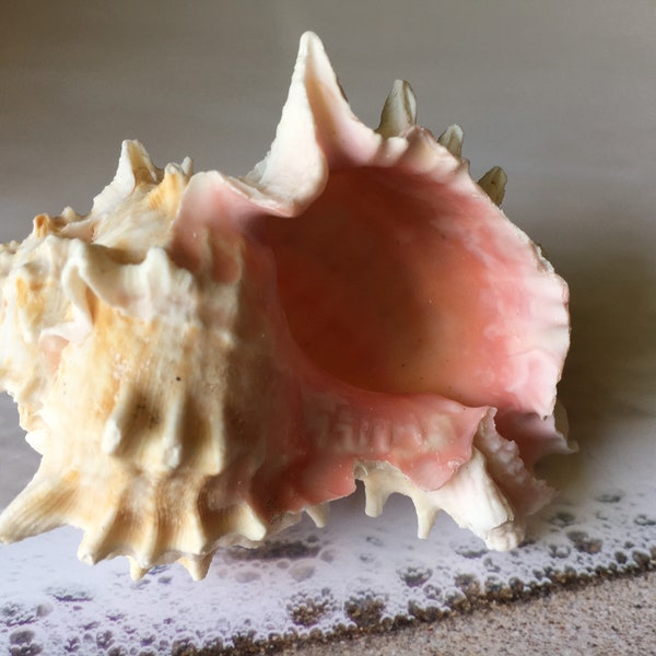 Pink Murex Seashell-Beach Wedding Decor-Crafting Shells-Wedding Shells-Sea Shells Bulk-Murex Shells-Pink Shell-Sea Shells
