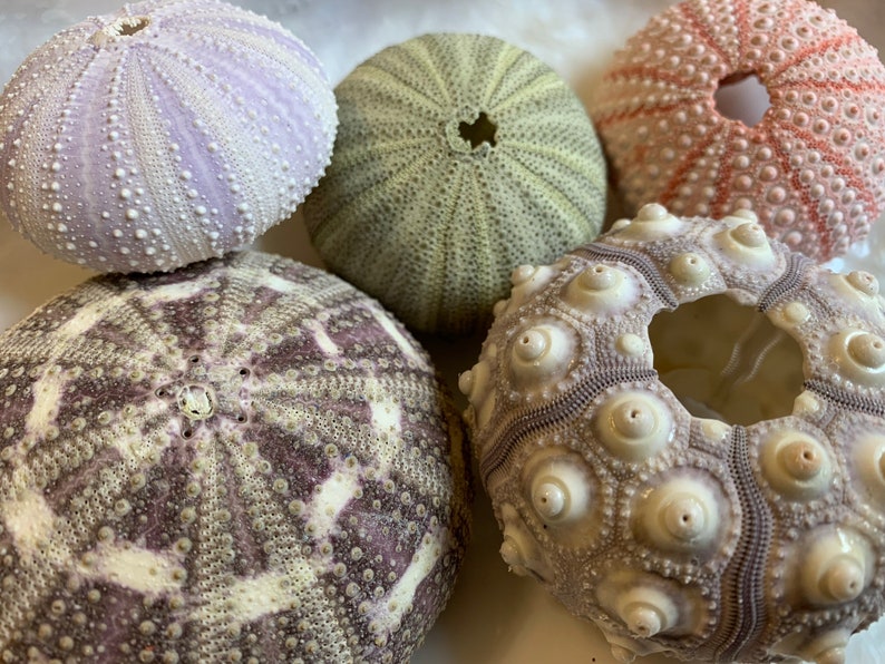 Sea Urchin Sampler Pack Beach Wedding Favors Sea Urchins Natural Sea Shell Air Plant Display Crafts 14 Pink & Purple Urchin image 3