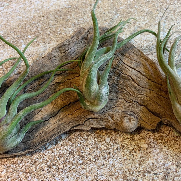 Caput Medusae Air Plant, Tillandsia Air Plant, Guatemala Air Plant, Air Plants, Wedding Decor, Plant, Airplants, Bulk, Tillandsia, Terrarium