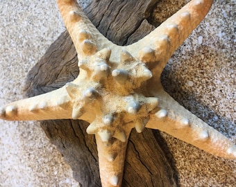 Knobby Starfish 4"-6" - Bulk Starfish - Beach Wedding Decor/Favors - Crafts - Seashells - Starfish Decor - FREE SHIPPING!