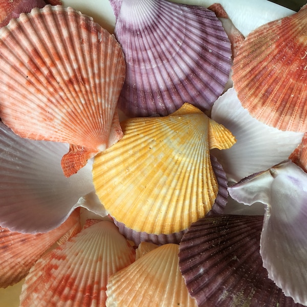 XL Colored Pectin Shells 2"-3.5" - Colorful Pectins  - Natural Seashell - Colorful Scallop - Pectin Seashell - Scallop - FREE SHIPPING!