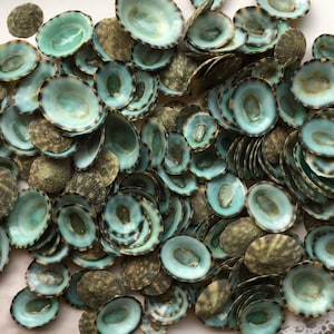 May include: A large pile of small, oval-shaped seashells. The shells are a light blue color with dark green and black markings.