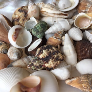 Philippines 1/2 lb Shell Mix-Beach Wedding Decor-Sea Shells Bulk-Assorted Seashell Mix-Sea Shells-Sea Shells for Crafting