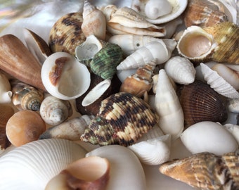 Philippines 1/2 lb Shell Mix-Beach Wedding Decor-Sea Shells Bulk-Assorted Seashell Mix-Sea Shells-Sea Shells for Crafting-FREE SHIPPING!