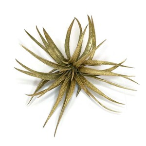 Gold Colored Tillandsia Capitata Air Plant, Ionantha Air Plant, Air Plants, Beach Wedding Decor, Wedding Favor, Tillandsia, Terrarium