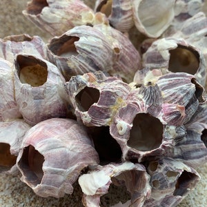 May include: A group of purple and white seashells with holes in them. The shells are arranged in a pile and have a rough texture.