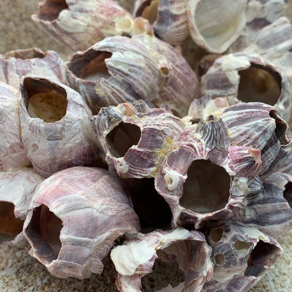 Purple Barnacle Cluster 3"- 5" Beach Decor-Barnacle-Coral-Air Plant Planter-Beach Decor-Coastal Home Decor-Seashells-Shells- FREE SHIIPPING!