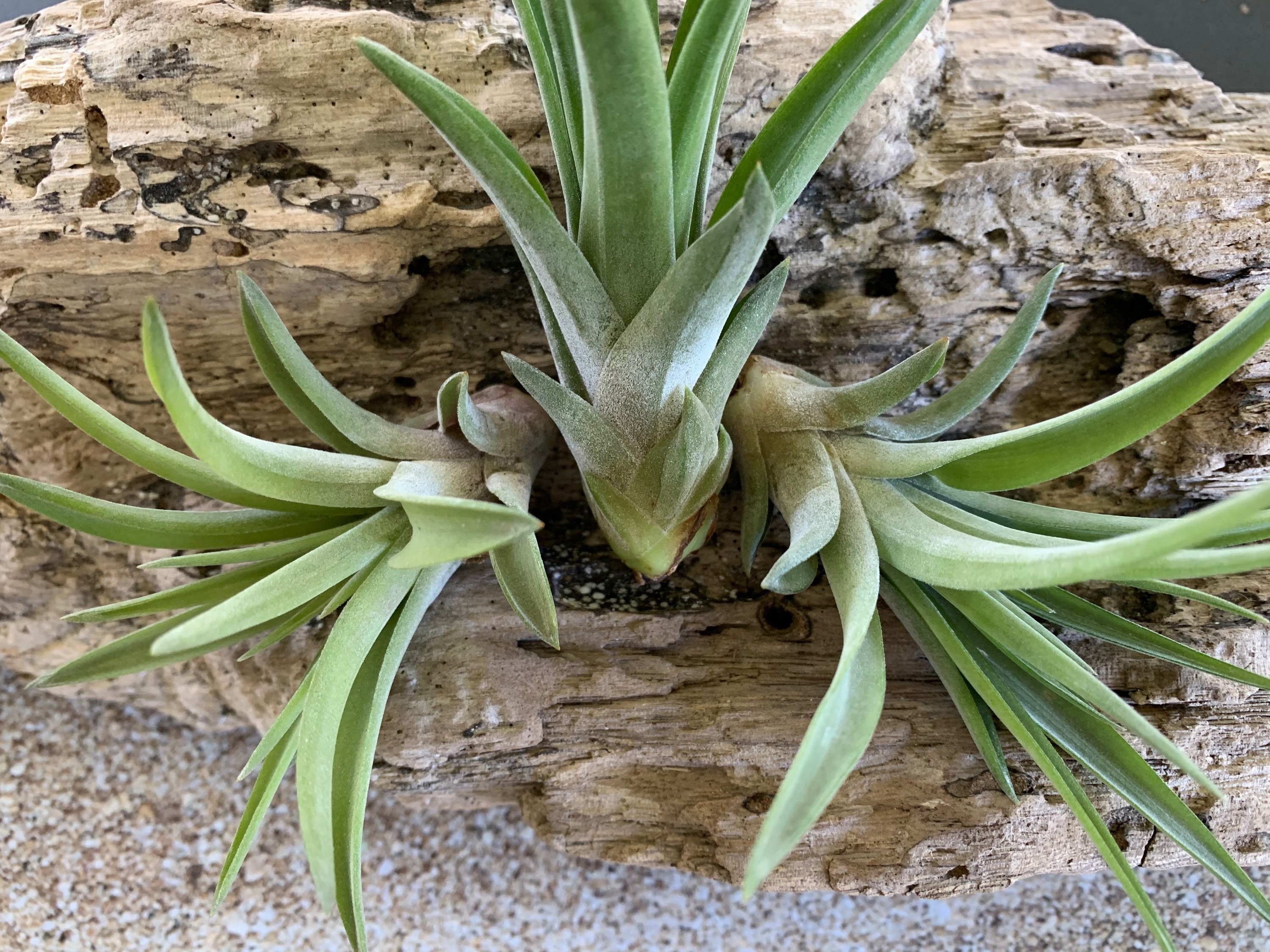 Velutina Air Plant, Tillandsia Air Plant, Guatemala Air Plant, Air Plants,  Wedding Decor, Plant, Airplants, Bulk, Tillandsia, Terrarium - Etsy