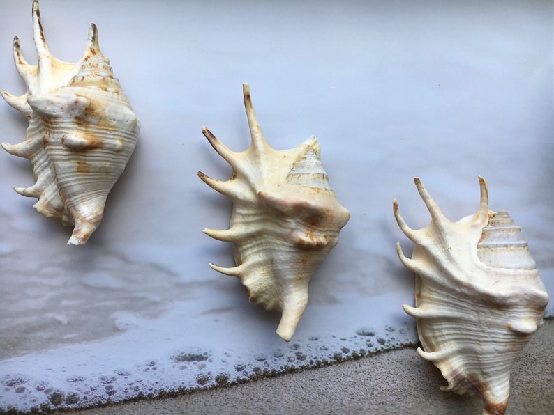 Crafts Lambis Lambis Spider Conch 4-5 Seashells Nautical Spiny Seashell FREE SHIPPING! Beach Wedding Decor Spiked Conch