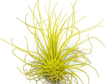 Yellow Thin Colored Air Plant, Live Tillandsia House Plant, Easy Care Indoor Outdoor, Great Gift, Healthy Arrival Guaranteed, Terrarium