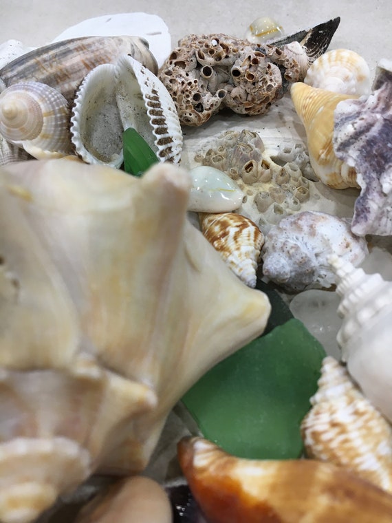 Assorted Seashells Handpicked From Florida, Sea Glass, Mixed 1/2