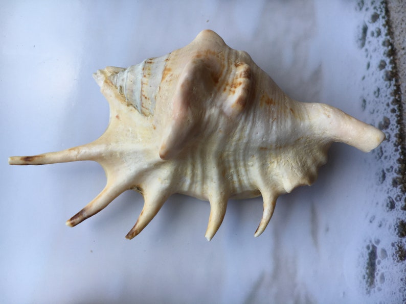 Crafts Lambis Lambis Spider Conch 4-5 Seashells Nautical Spiny Seashell FREE SHIPPING! Beach Wedding Decor Spiked Conch