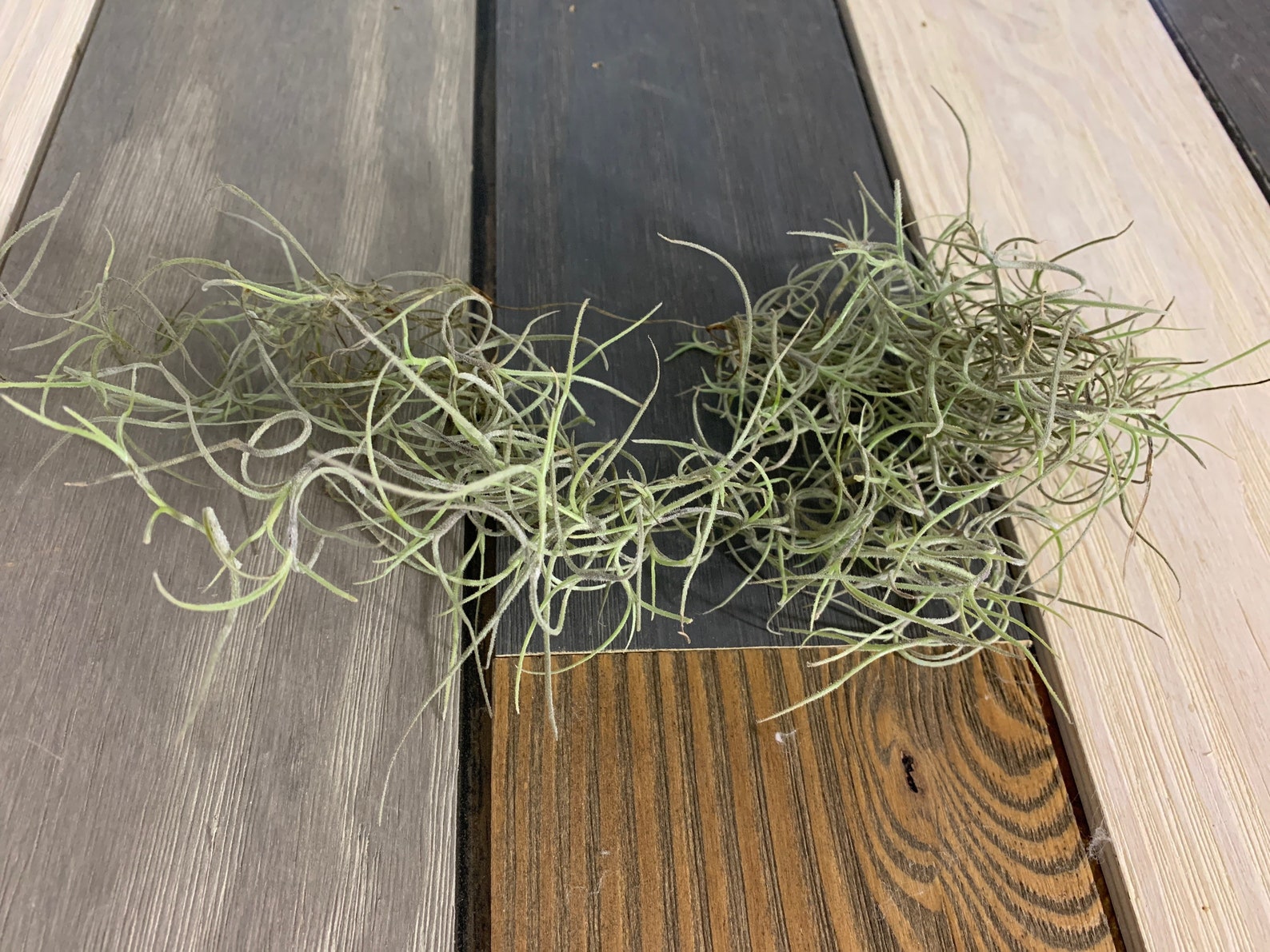 Spanish Moss Live Spanish Moss Tillandsia Usneoides Hanging Etsy Canada