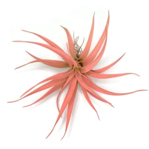 Peach Tillandsia Capitata Air Plant, Ionantha Air Plant, Air Plants, Beach Wedding Decor, Wedding Favor, Tillandsia, Terrarium