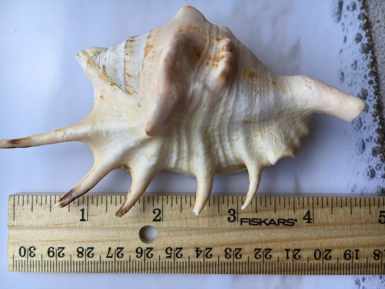 Crafts Lambis Lambis Spider Conch 4-5 Seashells Nautical Spiny Seashell FREE SHIPPING! Beach Wedding Decor Spiked Conch