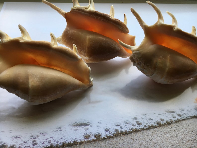 Crafts Lambis Lambis Spider Conch 4-5 Seashells Nautical Spiny Seashell FREE SHIPPING! Beach Wedding Decor Spiked Conch