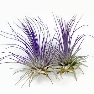 Buy 1 Get 1 FREE Purple THIN Argentina Air Plant Guatemala Tillandsia, Air Plant Gift, Airplants, Terrarium Plants, Enhanced Air Plants