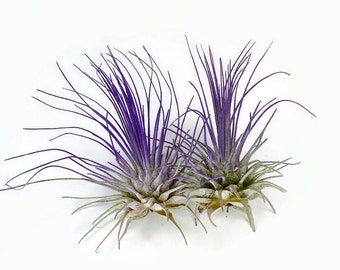 Buy 1 Get 1 FREE Purple THIN Argentina Air Plant Guatemala Tillandsia, Air Plant Gift, Airplants, Terrarium Plants, Enhanced Air Plants