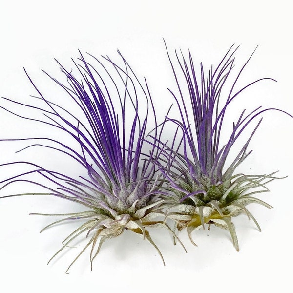 Buy 1 Get 1 FREE Purple THIN Argentina Air Plant Guatemala Tillandsia, Air Plant Gift, Airplants, Terrarium Plants, Enhanced Air Plants