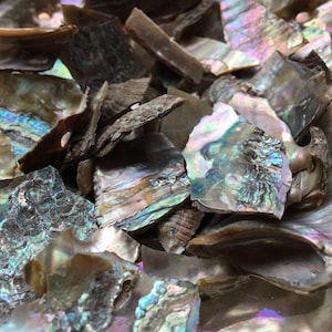 Broken Abalone Chips-Abalone-Crafting Abalone-Bulk-Craft Seashells-Jewelry Shells-Wedding-Mosaics-Crafting Supplies-Shells