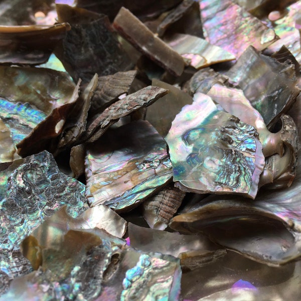 Broken Abalone Chips-Abalone-Crafting Abalone-Bulk-Craft Seashells-Jewelry Shells-Wedding-Mosaics-Crafting Supplies-Shells-FREE SHIPPING!