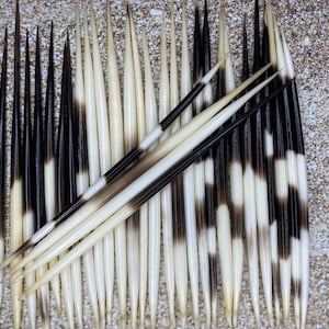 Porcupine Quill 4”-6” - African Porcupine Quills - Needles - Spines - Craft & Decor - Crafts - Nautical - Beach - DIY!