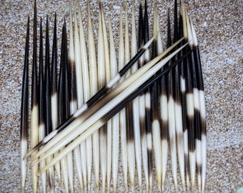 Porcupine Quill 4”-6” - African Porcupine Quills - Needles - Spines - Craft & Decor - Crafts - Nautical - Beach - DIY!