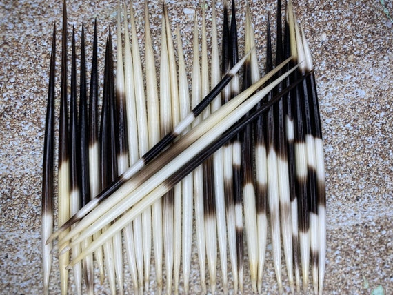 Porcupine Quill 4”-6” - African Porcupine Quills - Needles - Spines - Craft & Decor - Crafts - Nautical - Beach - DIY!