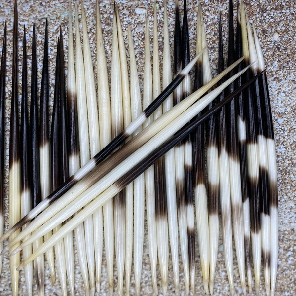 Porcupine Quill 4”-6” - African Porcupine Quills - Needles - Spines - Craft & Decor - Crafts - Nautical - Beach - DIY!