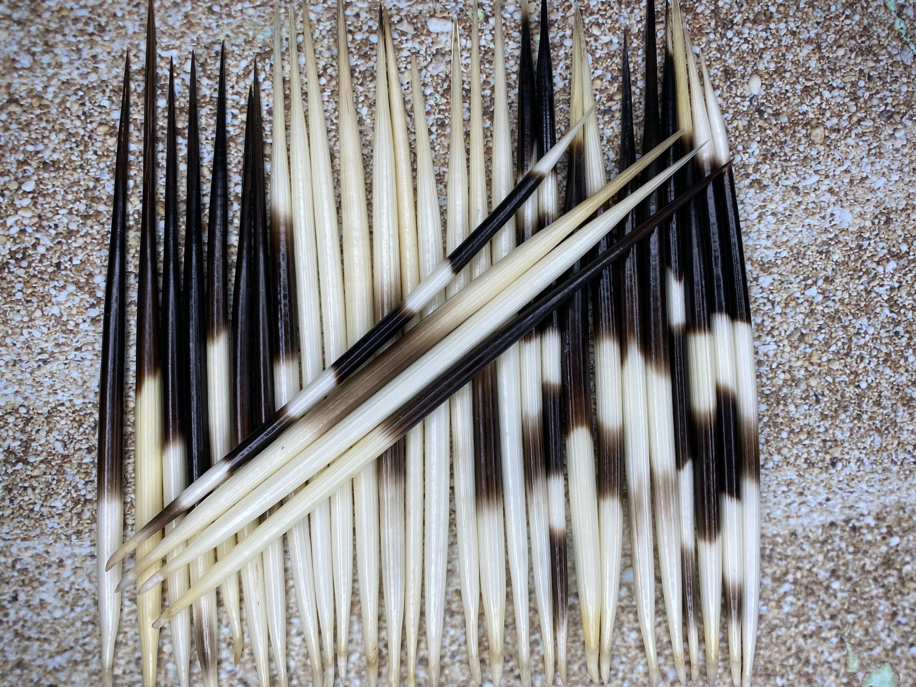 Bag-O-African Porcupine Quills