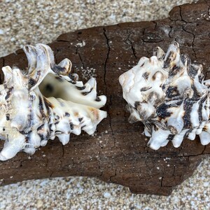 May include: Two white and brown seashells with intricate patterns and textures. The shells are on a piece of weathered driftwood.