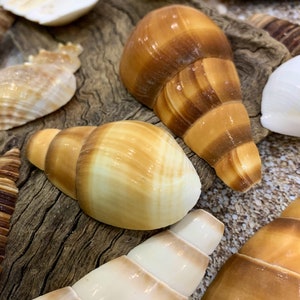 200pcs Tiny Snail Shells Swirl Conch Seashells For Crafts Nautical Decor  2-10 mm