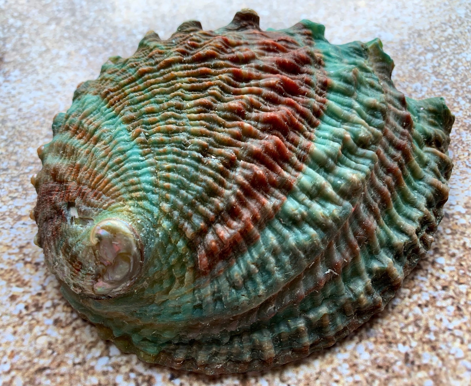 Pink Abalone Rainbow Shellshaliotis Corrugata Etsy