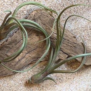 Baileyi Air Plant, Tillandsia Air Plant (Pseudobaileyi) Air Plant, Air Plants, Wedding Decor, Plants, Airplants, Bulk, Tillandsia, Terrarium