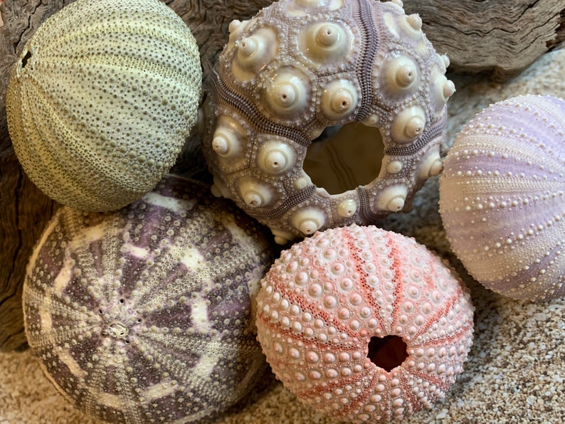 Sea Urchin Sampler Pack Beach Wedding Favors Sea Urchins Natural Sea Shell Air Plant Display Crafts 14 Pink & Purple Urchin image 4