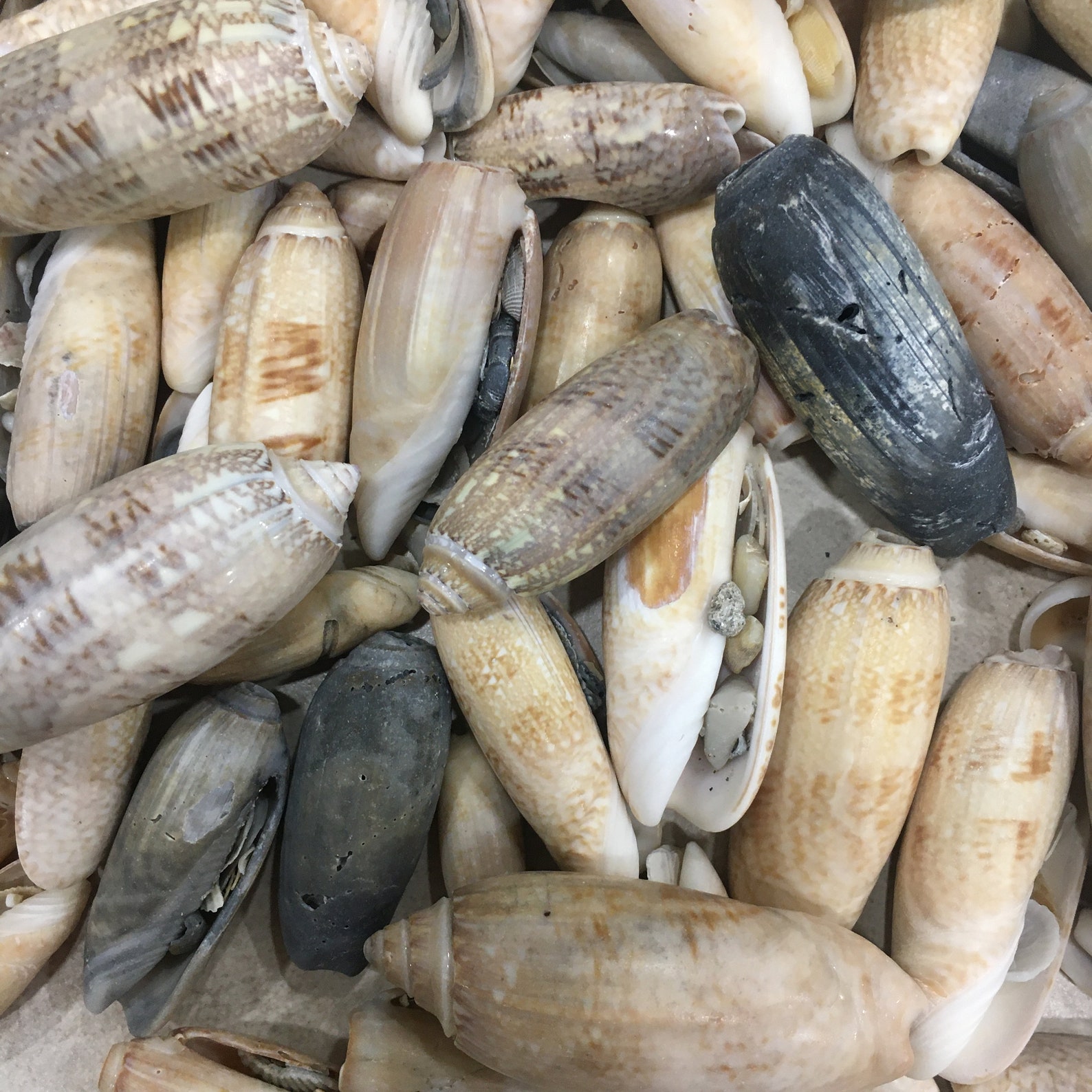 SALE - Mixed Damaged Olive Shells 1"-3" - 10 Piece - Lettered Olives ...