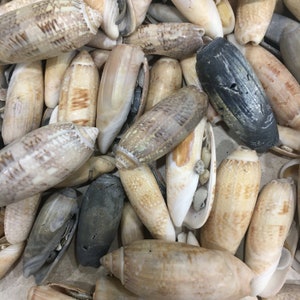 May include: A collection of various seashells in shades of beige, brown, and gray. The shells vary in size and shape, with some appearing elongated and others more rounded. Some shells are open, revealing the inner structure.