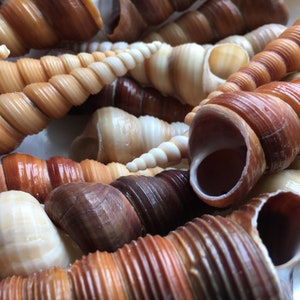 May include: A collection of seashells in various shades of brown, white, and cream. The shells are spiraled and have a smooth, glossy texture.