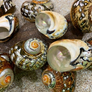Turbo Sarmaticus 2" - 3" with a 1" - 1 3/4" opening - Safe for Hermit Crabs - Hermit Crab Shells - Turbo Shells - Hermit Crab