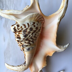 Lambis Chiagra Spider Shell 56 Spiny Freckled Seashell Spiked Conch ...