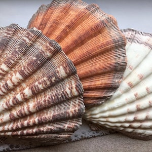 XL Lions Paw Single 5&quot;-6&quot;-Bulk- Seashell Supplies - Scallop Shells for Crafts - Large Scallop - Lion Shells - Wedding Decor - Free Shipping