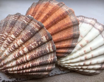 XL Lions Paw Single 5&quot;-6&quot;-Bulk- Seashell Supplies - Scallop Shells for Crafts - Large Scallop - Lion Shells - Wedding Decor - Free Shipping