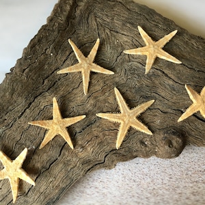 Tiny Tan Starfish-1-1.5" - Starfish - Craft Supplies - Beach Decor - Beach Decor - Small Starfish - Star fish - FREE SHIPPING!