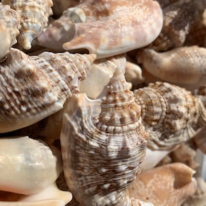 May include: A close-up of a pile of seashells in various shades of brown and white. The shells have intricate patterns and textures.