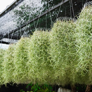 Spanish Moss Live Spanish Moss Tillandsia Usneoides Hanging - Etsy